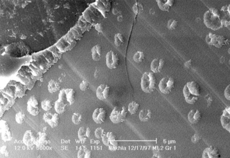 microscopic view of Nakhla sample 1151-1