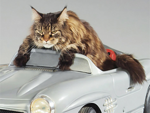 cat in car