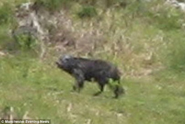 Buckshaw Beast