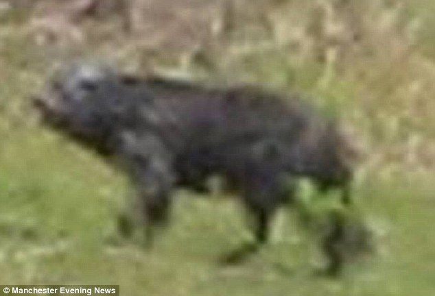 Click to enlarge Buckshaw Beast