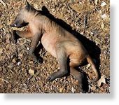 Click to enlarge Chupacabra - not