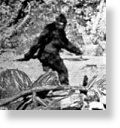 Click to enlarge Sasquatch