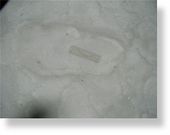 Click to enlarge Sasquatch track