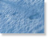 Click to enlarge Sasquatch track