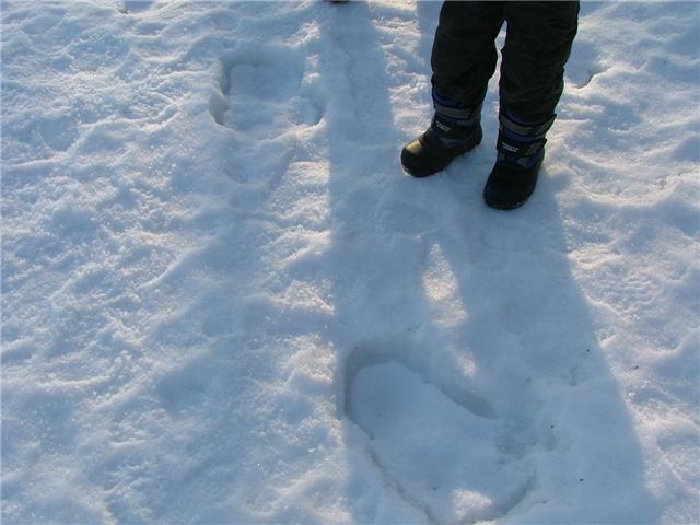 Click to enlarge Sasquatch track