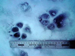 Click to enlarge Paw print