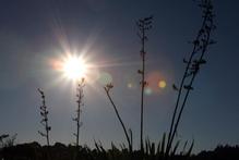 Sunlight
