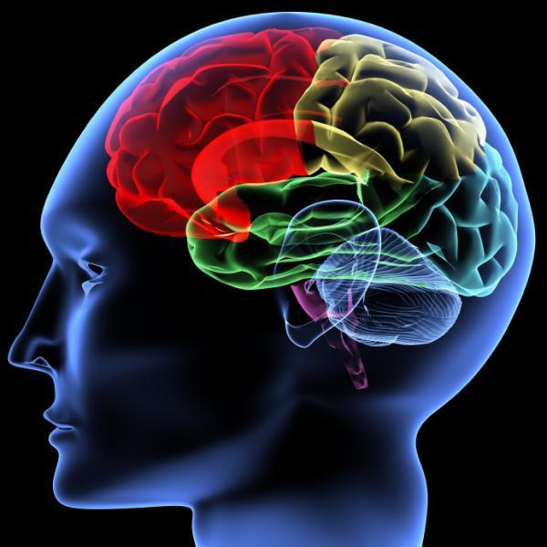 Brain Image