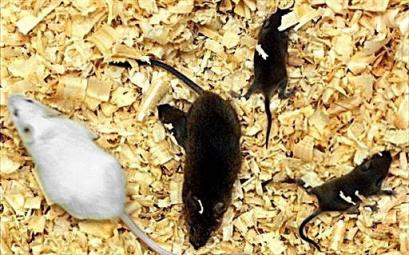 Mice
