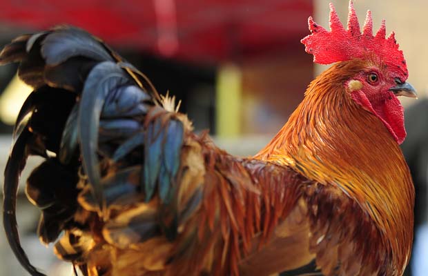 rooster
