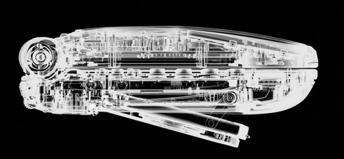This x-ray is the only image of the papillion available