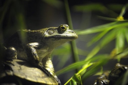 chemicals castrating frogs