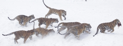 Siberian Tigers