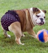 Dog wearing pants