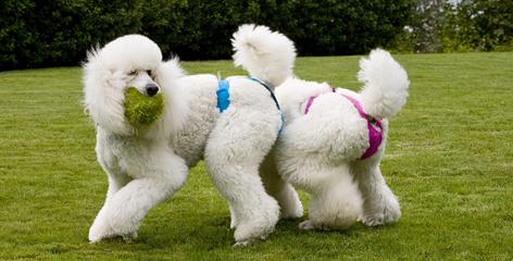 Poodles in thongs