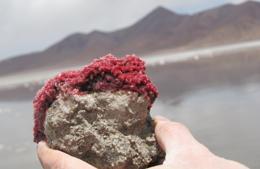 Click to enlarge Red Crystals