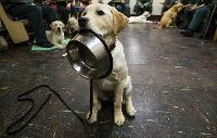 Service dog in training
