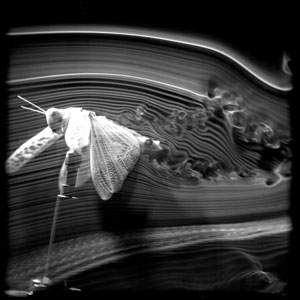 Locust in Windtunnel