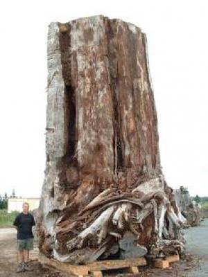 Click to enlarge Kauri Tree