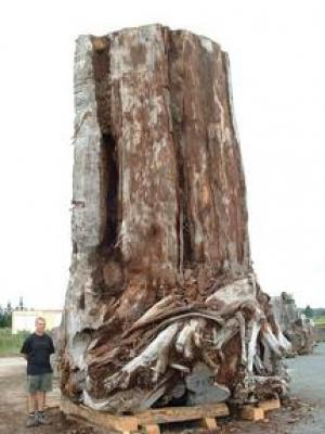 Kauri Tree