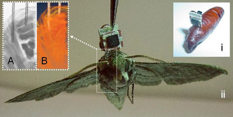Robotic Moth