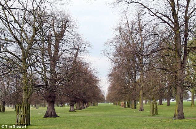 late blooming trees in Britain