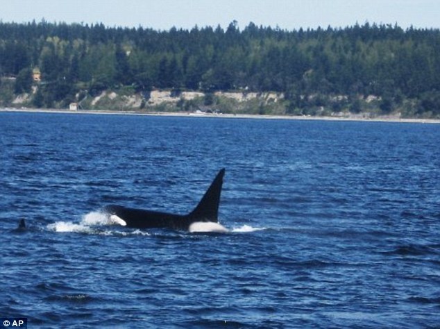 Click to enlarge killer whale attack gray whale