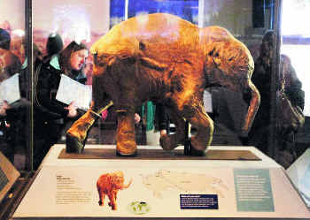 Baby Mammoth