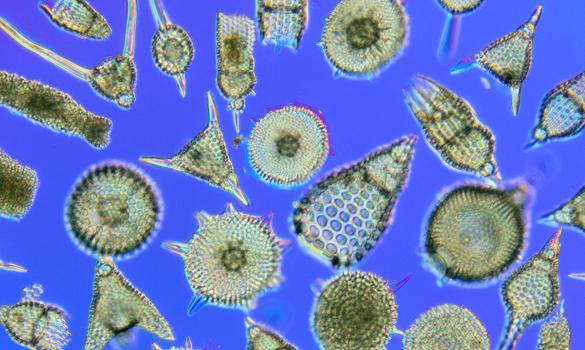 Protozoa