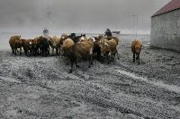 Click to enlarge Herd in Iceland