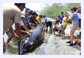 Click to enlarge Beaked Whale