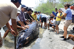 Beaked Whale 