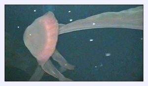 Giant Jellyfish