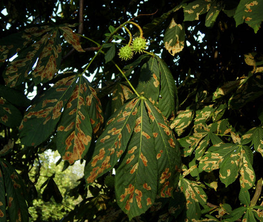 chestnut blight