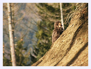 Bigfoot