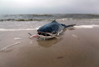 Dead fish on Mississippi beach