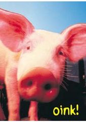 Pig oink_01
