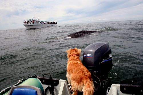 dogs and whales