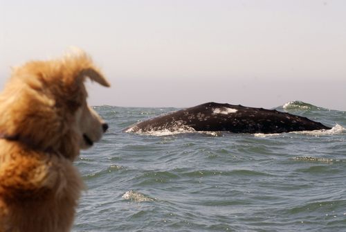 dogs and whales