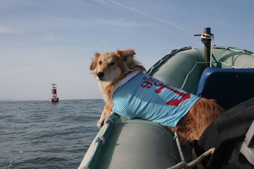 dogs and whales