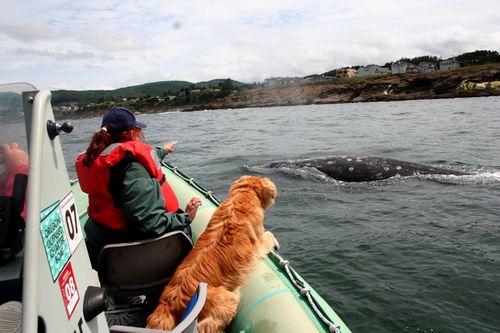 dogs and whales