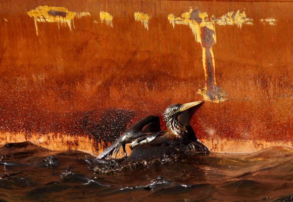 oil, bird, ship