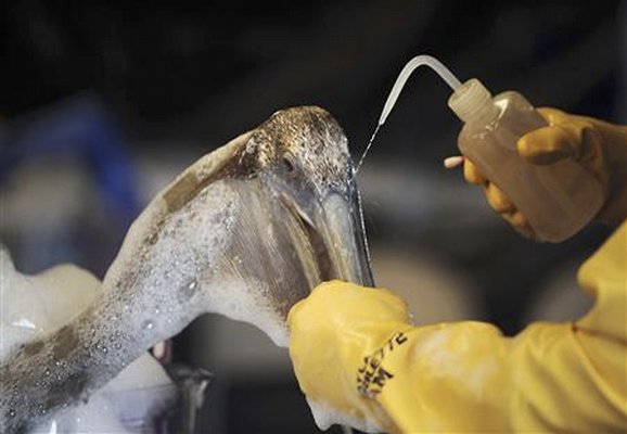 A member of the Louisiana State Wildlife Response Team cleanses a pelican of oil at the Clean Gulf Associates Mobile Wildlife Rehabilitation Station 