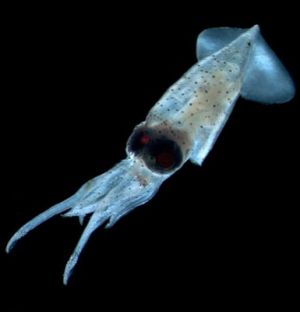 Juvenile Squid