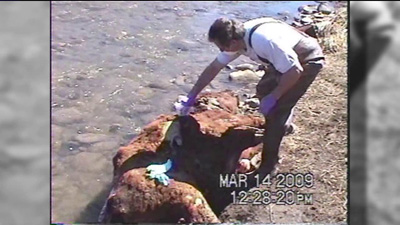 Click to enlarge Cow Mutilations