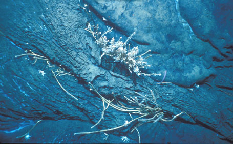 Click to enlarge Image