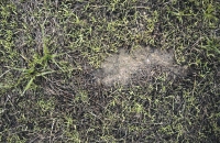Footprint