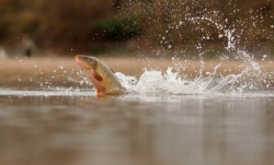 Leaping Carp