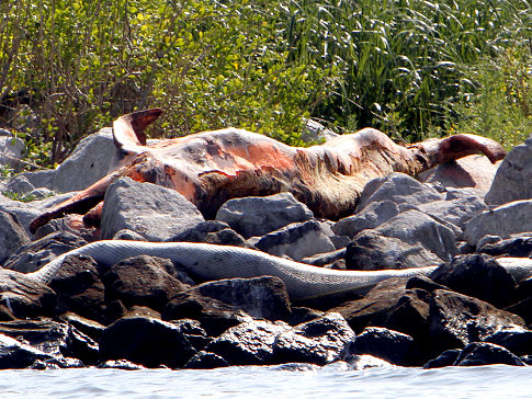 Carcass of a decomposing dolphin