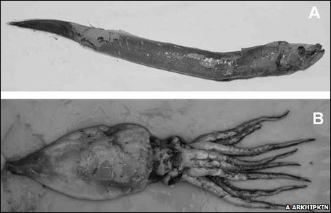Deep Sea Creatures